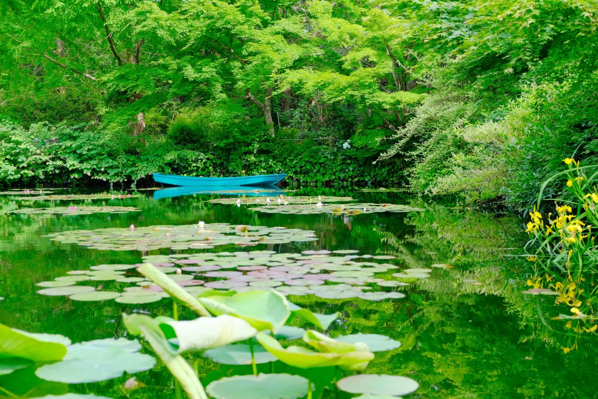 高知でアートと自然を感じるなら北川村「モネの庭」マルモッタンがおすすめな理由